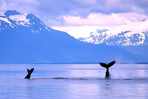 Alaska whales- 500.jpg