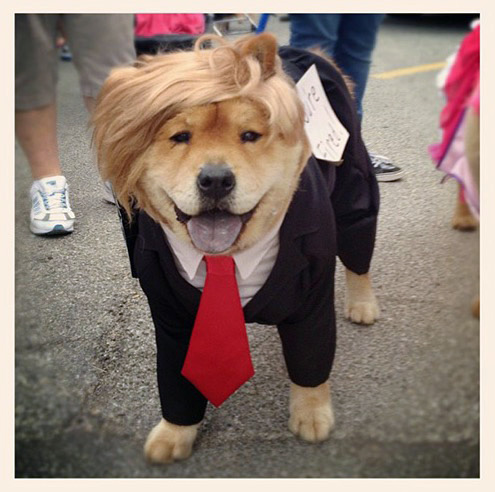 Donald Trump Dog Costume-495.jpg